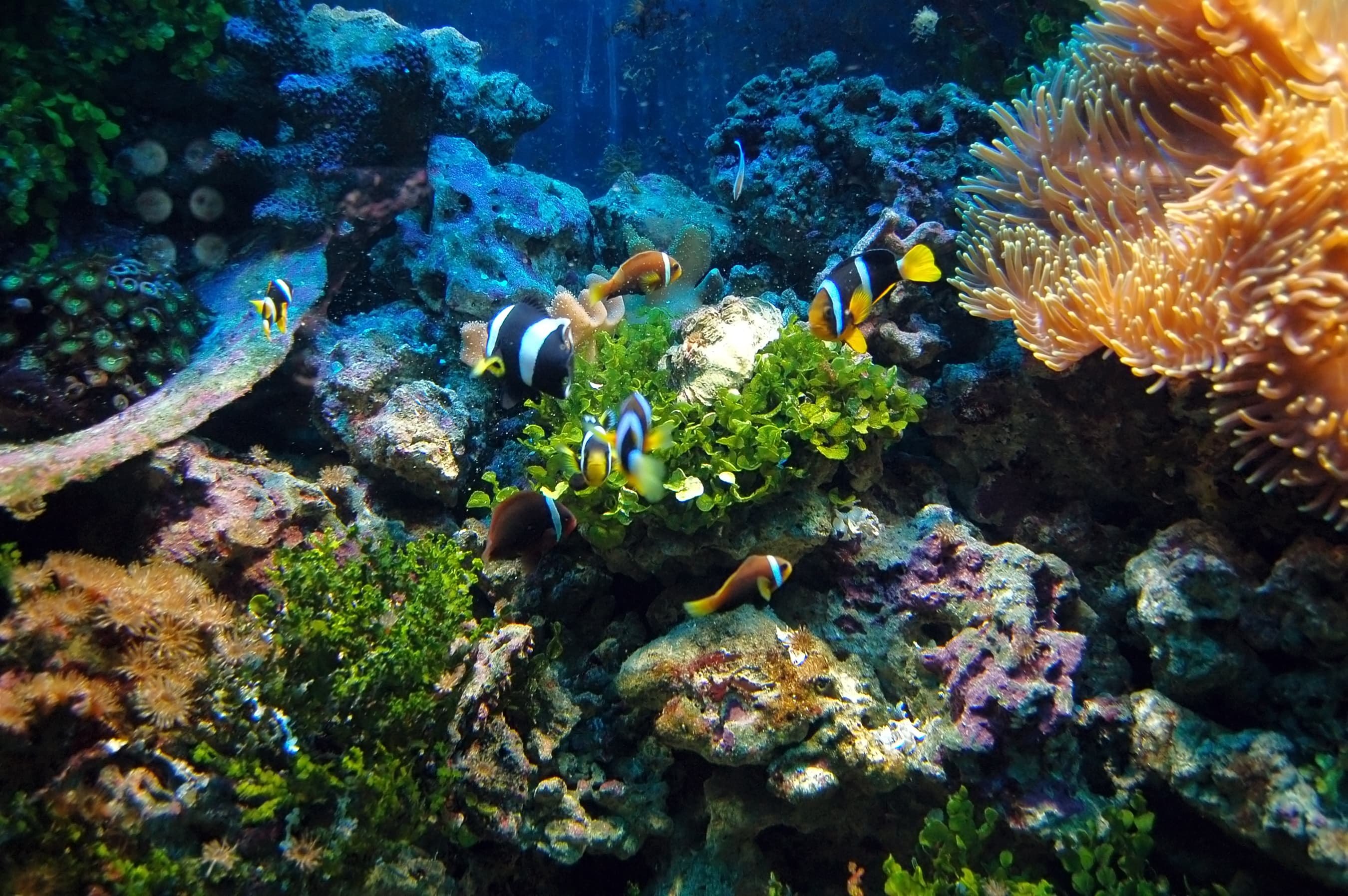 Aquarium background